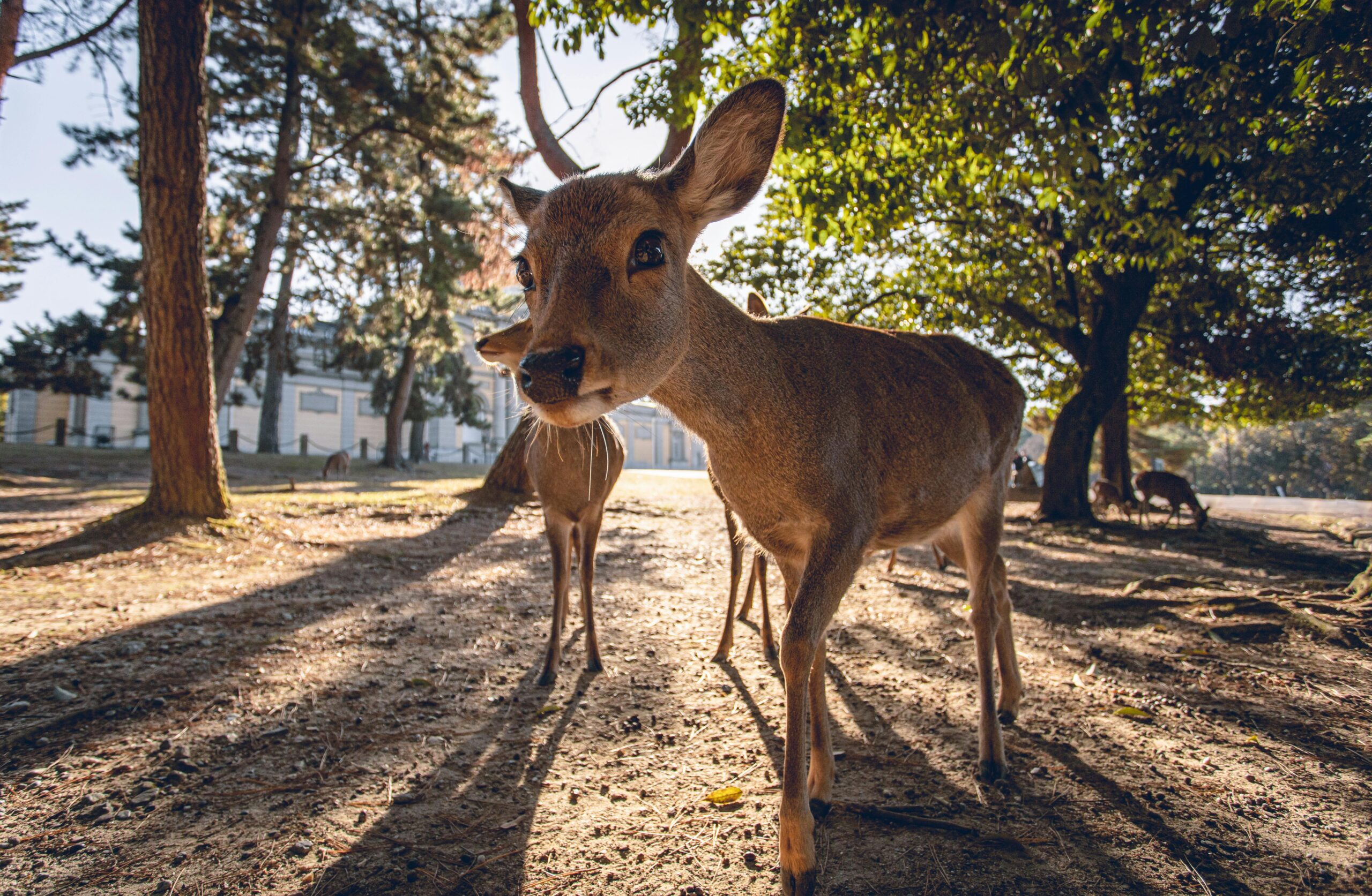 Um cervo se aproximando curioso da câmera, em Nara.