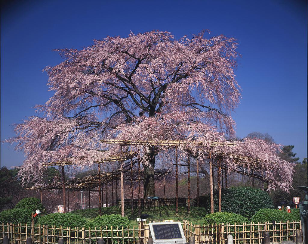 Parque Maruyama
